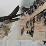 sarang burung walet