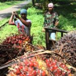 Kadisbun Riau Terbitkan Surat kepada Perusahaan dan Petani Sawit, Antisipasi Harga Anjlok!