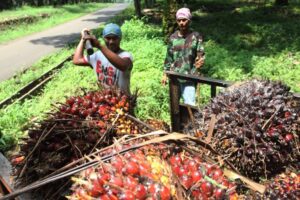 Kadisbun Riau Terbitkan Surat kepada Perusahaan dan Petani Sawit, Antisipasi Harga Anjlok!