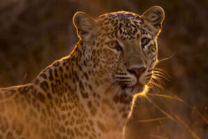 Macan Tutul yang Kabur dari Lembang Park and Zoo Masih Dicari