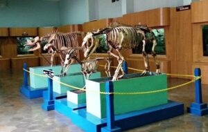 Menguak Pesona Museum Zoologi Bogor, Harta Karun Ilmu Pengetahuan yang Tersembunyi