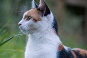 Heboh Kabar Penemuan Puluhan Kepala Kucing dalam Karung, Dipastikan Hoaks