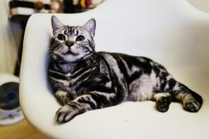 Cat Lovers Merapat! 4 Rekomendasi Shampo Kucing Terbaik 2025 Bebas Kutu dan Rontok