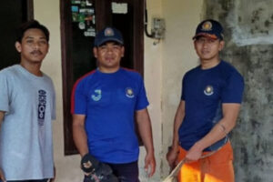Damkar Evakuasi Biawak Masuk Rumah Warga Jember, Respon Cepat!