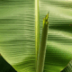 daun