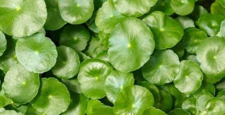 Pegagan (Centella Asiatica)