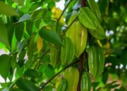 DAUN BELIMBING AJAIB! 5 Manfaat Tersembunyi yang Bikin Dokter Tercengang, No. 3 Sering Dipakai Nenek Moyang!