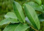 5 Manfaat Daun Jambu Biji yang Bikin Dokter Tradisional Terpana, No. 1 Bisa Atasi Diare dalam Hitungan Jam!