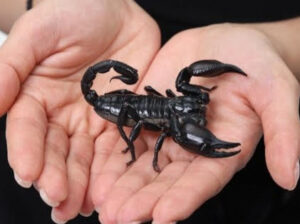 Racun Kalajengking Dianggap Obat, Pakar IPB; Potensinya Ada, Risikonya Jauh Lebih Besar