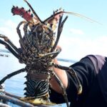 lobster lombok