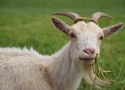 Hukum dan Waktu Pelaksanaan Aqiqah untuk Bayi yang Baru Lahir