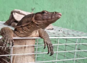 Heboh! Biawak Tersangkut di Kandang Kucing Milik Warga Depok