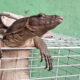 biawak tersangkut
