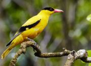 Arti Mimpi Burung Menurut Ibnu Sirin: Tanda Rezeki Besar atau Justru Bahaya Tersembunyi?