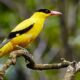 Mimpi melihat burung