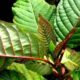 daun kratom