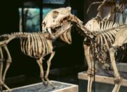 Rahasia Dibalik Kerangka Paus 26 Meter dan Hewan Langka Lainnya, di Museum Zoologi Bogor