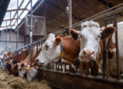 Rahasia Pakan Ajaib, Bikin Sapi Tambah Berat 1,3 Kg Setiap Hari