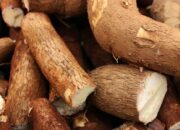 Kandungan Singkong dan Tips Merebus untuk Menghilangkan Racun HCN