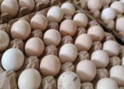 Sekilas Mirip, Ternyata Telur Fertil dan Telur Konsumsi Berbeda