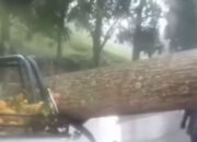 Mobil Pikap Bawa Nanas Alami Nasib Tragis, 2 Orang Tewas Tertimpa Pohon di Subang