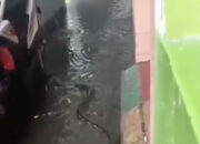 Ular Masuk Pemukiman Warga Jakarta Selatan, Diduga dari Sungai yang Meluap