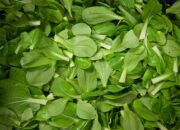 22 Manfaat Bayam untuk Kesehatan Tubuh Menurut Ahli Gizi