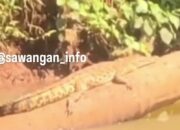 Penampakan Buaya di Kali Rivaria Depan SMAN 5 Sawangan Bikin Heboh!