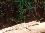 Geger! Buaya di Depok Muncul Dekat Sungai, Warga Khawatir