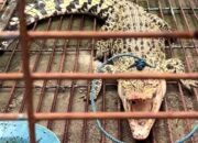 Kemunculan Buaya Muara di Tengah Pemukiman Warga Mojokerto-Surabaya Berasal dari Pemeliharaan Ilegal