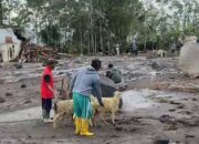 Kondisi Terkini Gunung Semeru Lumajang, Warga Kembali Kerumah Menyelamatkan Ternak