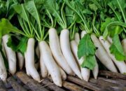 Daun Lobak yang Sering Dibuang Ternyata Bisa Sembuhkan Usus dan Kurangi Peradangan!