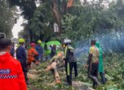 Wakil Wali Kota Bogor Ingatkan Pentingnya Pemeriksaan Usia Pohon Secara Berkala