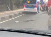 Ular Piton Melintas di Jalan Bikin Panik Warga Jaksel, Plastik Nyangkut di Wajahnya