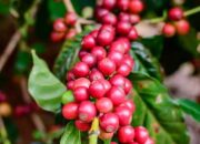 Pendapatan Tembus Rp1 Miliar, Ini Model Tanam yang Disebut Paling Ideal untuk Transmigrasi