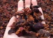 Inovasi Desa: Limbah Kulit Kopi Diolah Jadi Pakan Kambing Ramah Lingkungan