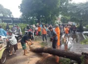 Hujan Disertai Angin Kencang Terjang Probolinggo, 1 Warga Meninggal Tertimpa Pohon Roboh