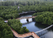 Explore Wisata Hutan Mangrove Kota Langsa: Daya Tarik, Harga Tiket dan Fasilitas