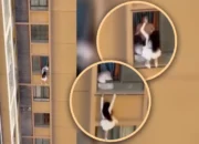 Viral! Aksi Nekat Selingkuhan Panjat Dinding Apartemen dari Lantai Tinggi, Diduga Demi Hindari Istri Sah