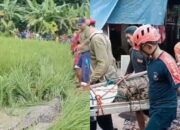 Evakuasi Buaya Raksasa di Sawah Bekasi Berlangsung Dramatis, Jadi Tontonan Warga