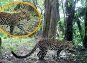 Macan Tutul Jawa Terpantau Kamera Muncul di Gunung Lawu Jauh dari Jalur Pendakian