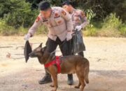 Tragedi Kemanusiaan Sumatera: Korban Bencana Tembus 962 Jiwa, Ratusan Masih Hilang