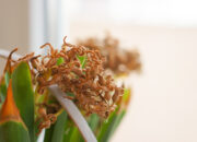 Tanpa Disadari, Tanaman Ini Disebut Pembawa Nasib Buruk dan Harus Segera Dikeluarkan dari Rumah