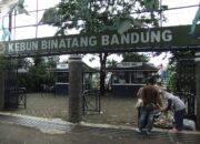 Kebun Binatang Bandung Dalam Pusaran Konflik, Operasional Tersendat dan Nasib Satwa Terancam