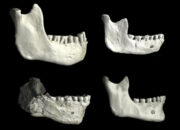 Fosil 773 Ribu Tahun di Maroko Diduga Nenek Moyang Terakhir Manusia Modern dan Neanderthal