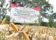 Hampir 1.000 Ton Jagung Diproduksi, Kabupaten Bogor Ikut Panen Raya Nasional