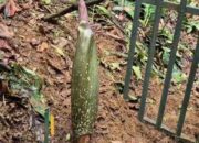 Fenomena Langka di Kebun Raya Bogor, Bunga Bangkai Raksasa Menuju Mekar