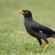 Makanan Burung Jalak Kebo