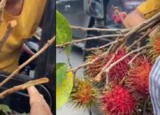 Iseng Minta Satu Biji, Perempuan Ini Diberi Rambutan Satu Ikat Saat Lampu Merah