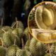 durian badugol3